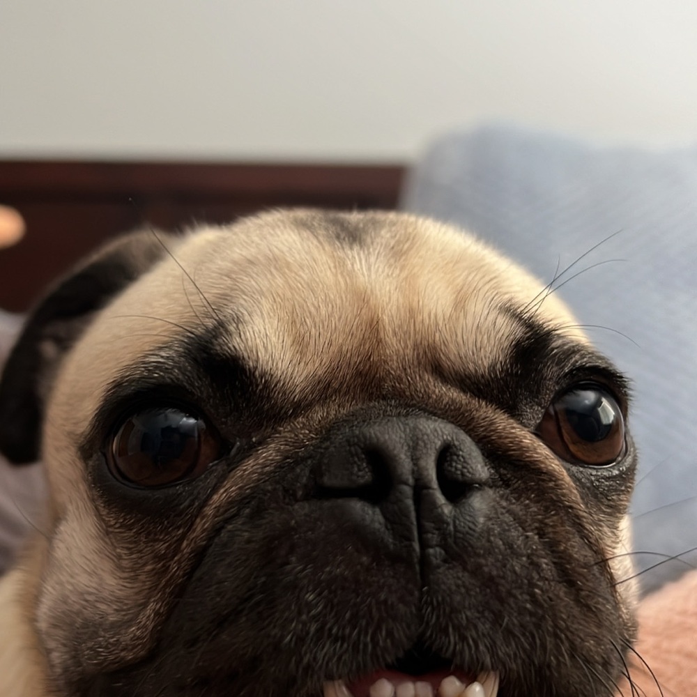Maya
